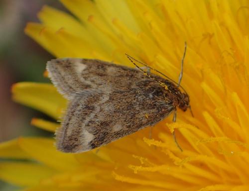 Réf. 253 821 : Pyrausta despicata